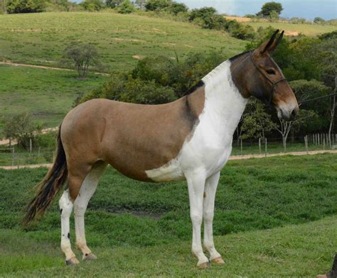 Pin by Sharron Mahitka on Muares - Burros e Mulas | Beautiful horses ...