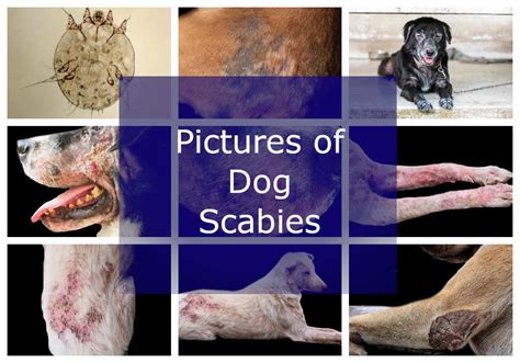 Can Humans Get Scabies From Dogs