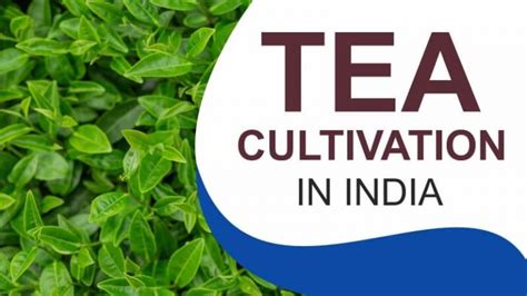 Popular cultivation: Tea cultivation in India- khetigaadi blog