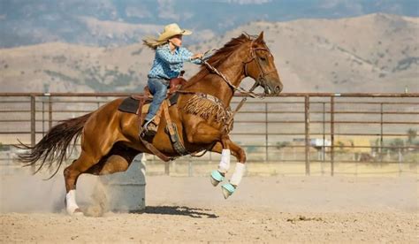 Best Barrel Racing Horse Breeds - Helpful Horse Hints