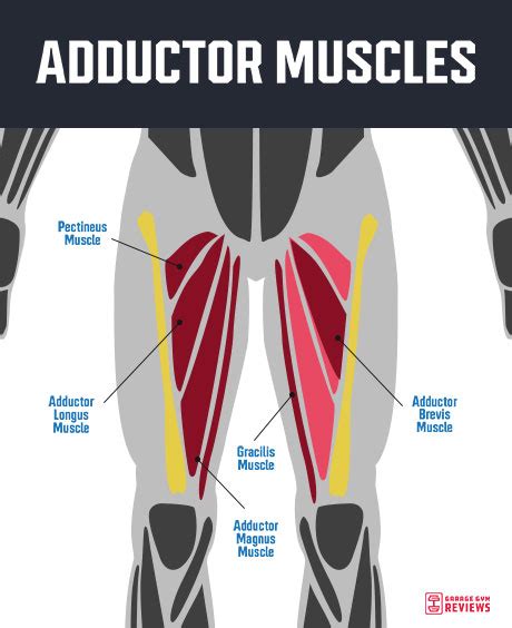 The Best Adductor Exercises to Build Hip Strength | Garage Gym Reviews