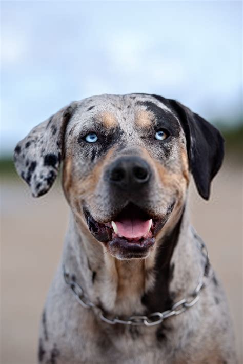 Catahoula Leopard Dog – Temperament ,History and Information