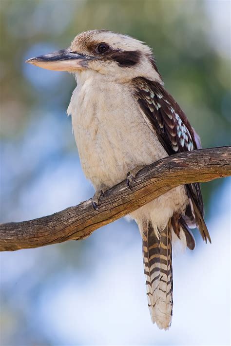 Laughing Kookaburra