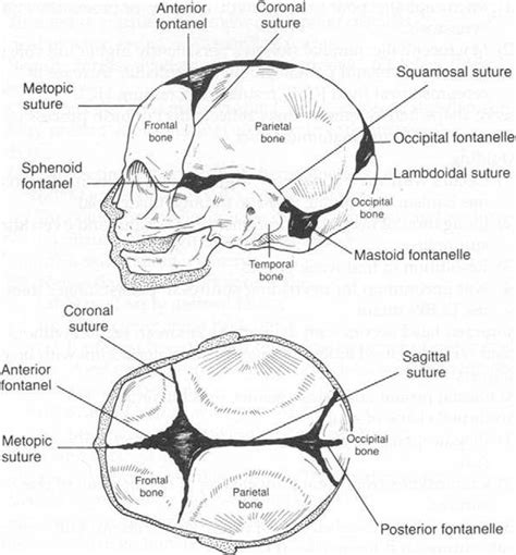 Skull: Anatomy Concise Medical Knowledge, 40% OFF