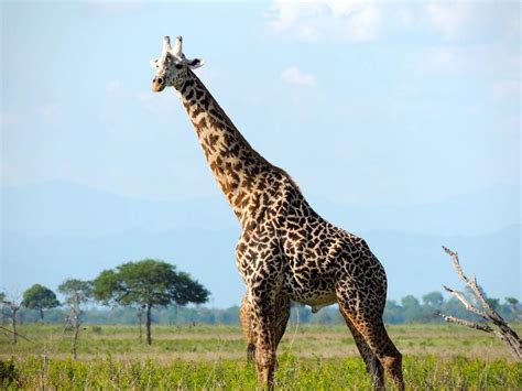 Giraffe in Serengeti, Tanzania. Original | Free Photo - rawpixel