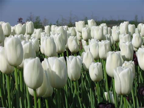 🔥 [50+] White Tulips Wallpapers | WallpaperSafari