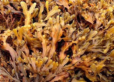 seaweed Free Photo Download | FreeImages