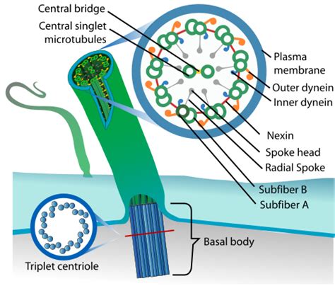 Difference Between Cilia And Flagella Structure - cloudshareinfo