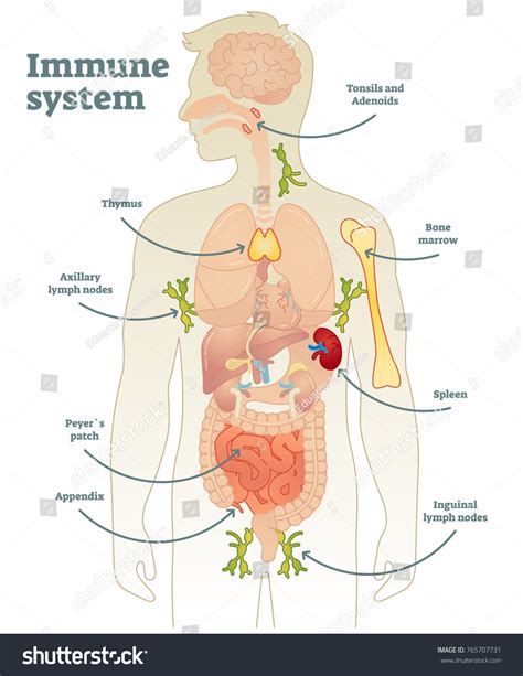 Blank Diagram Of The Immune System Battling The Invisible: U