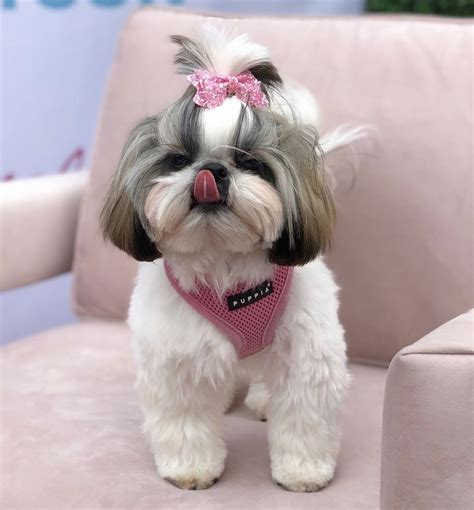 Shih tzu fashion stylish outfits for your pup to pin – Artofit