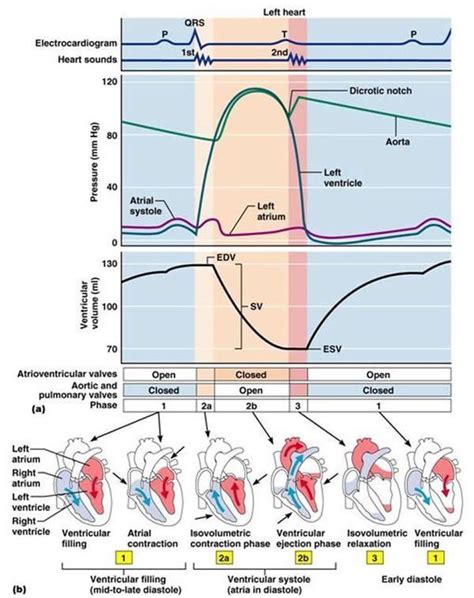 What Does The Dicrotic Notch Mean