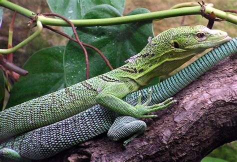 Monitor Lizard Biography and Facts | The Animals Biography