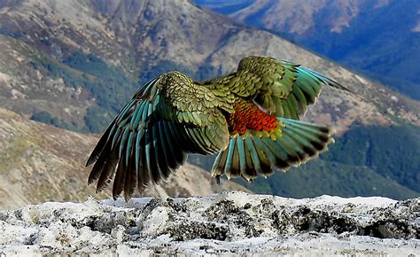 The Kea New Zealand. | The kea is the only alpine parrot on … | Flickr