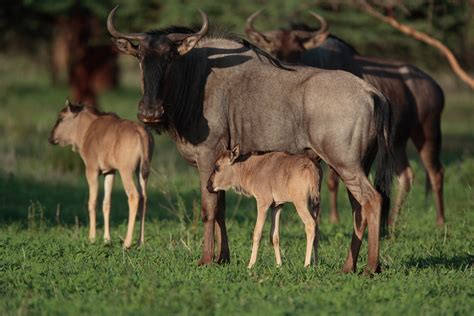 Wildebeest calves | Not even a week old these little guys st… | Flickr