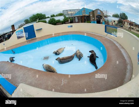 The Baby Seal Rearing Pool at Natureland Seal Sanctuary in Skegness ...