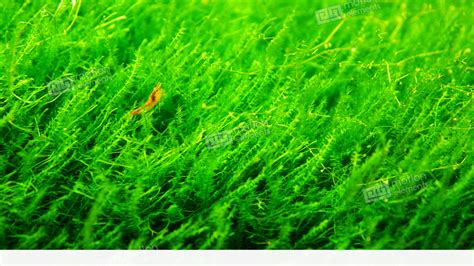 Red Shrimp With Green Grass In Aquarium Stock video footage | 11002545