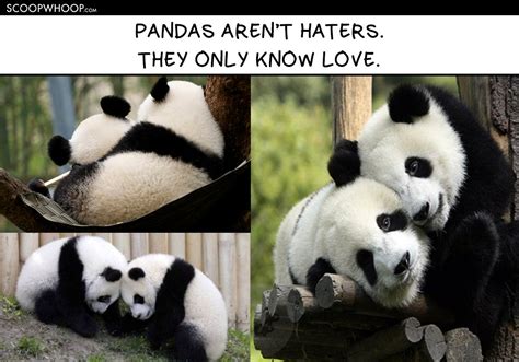 15 Memes That Show Pandas Are So Much More Chill Than Humans Ever Will ...