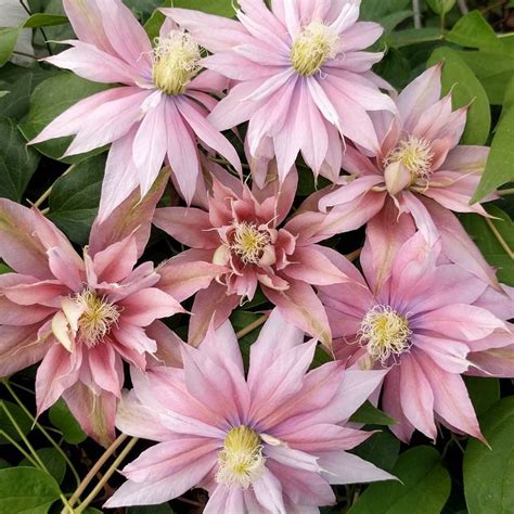 Clematis Phyllis | Brushwood Nursery, Clematis Specialists