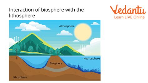 Lithosphere’s Plants - Learn Important Terms and Concepts