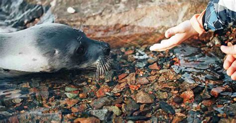 Harp Seal Behavior - AnimalBehaviorCorner