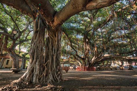 Maui's Oldest Living Tree Incinerated in Hawaii Wildfires