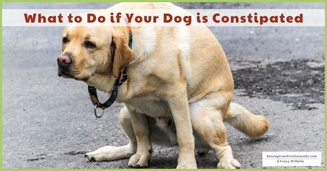 Can Antibiotics Cause Constipation in Dogs? – Pet Help Reviews UK