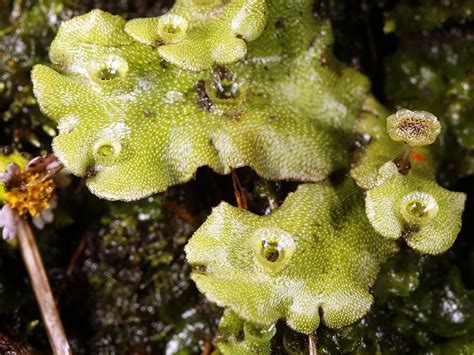 Liverwort | Hepatic, Thalloid & Bryophyte | Britannica