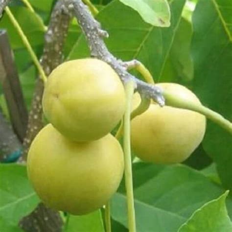 9 Types of Sapote Fruits (Id & Images) | Try Green Recipes