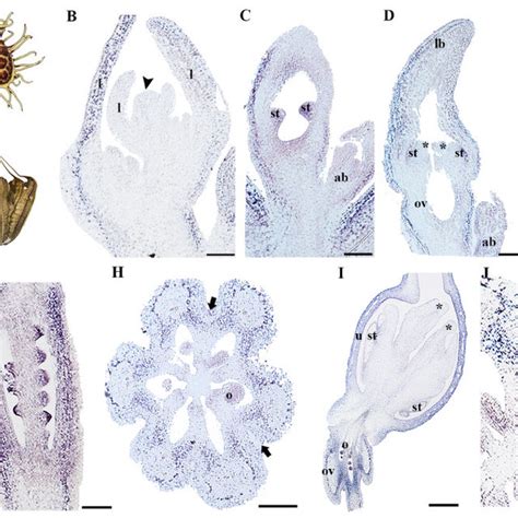 Examples of separate instances of petal evolution with Caryophyllales ...