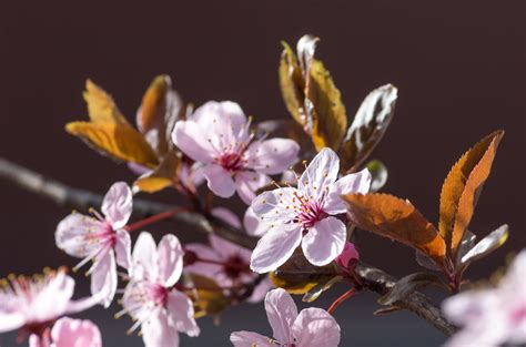 Growing A Cherry Plum: Cherry Plum Tree Care And Information ...