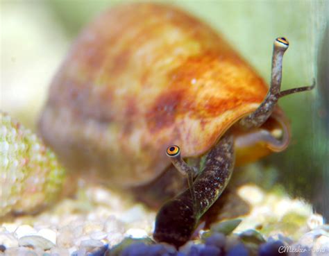 Conch Snail - 4/52 | My what weird eyes you have! Project 52… | Flickr