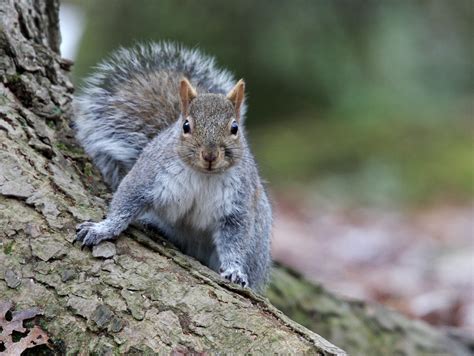 How to deal with problem Tree squirrel in Rhode Island | WildlifeHelp.org