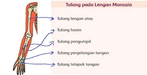 Jenis-Jenis Tulang Manusia, Fungsi dan Kegunaanya: Ada Tulang Hasta ...