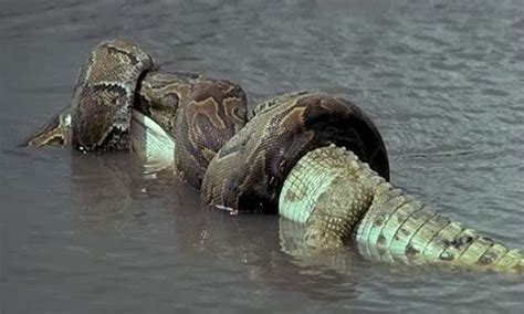 Green Anaconda, Ular Terbesar di Dunia yang Lilitannya Bisa Bikin Buaya ...