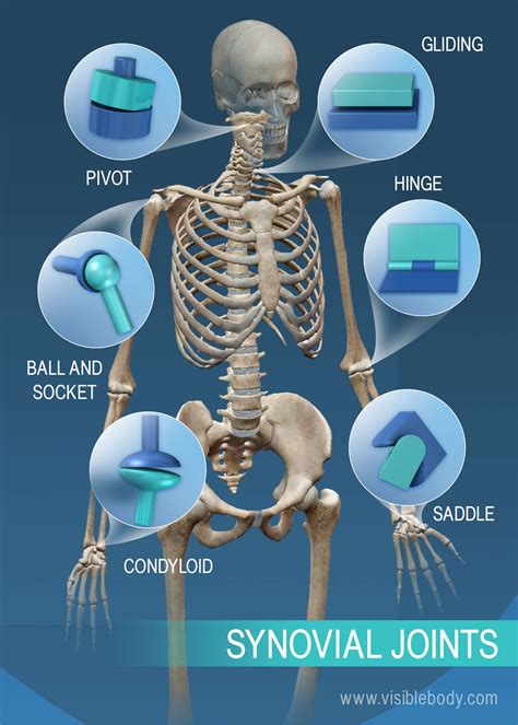 Articolazioni e legamenti | Impara l'anatomia dello scheletro | Mont Blanc