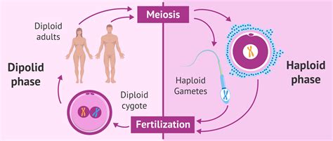 Picture Of Diploid