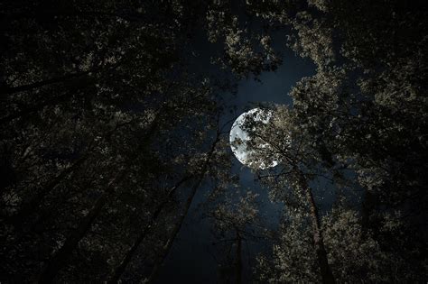 Forest Night Moon