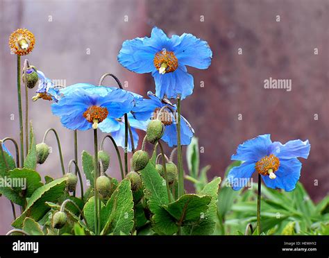 Meconopsis is genus of flowering plants in the family papaveraceae hi ...