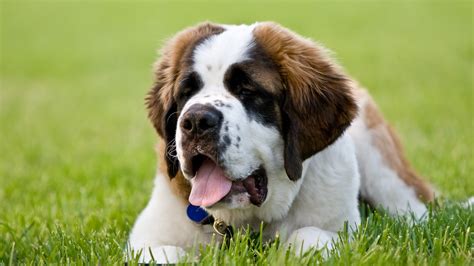 The 8 best dog breeds for families | Fox News