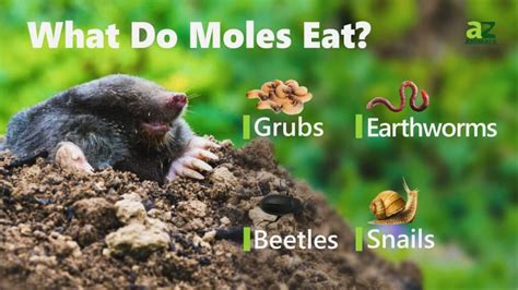 What Do Moles Eat? - IMP WORLD