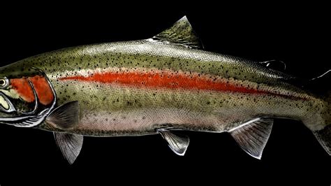 Rainbow trout - Steel Head - Steel Choices