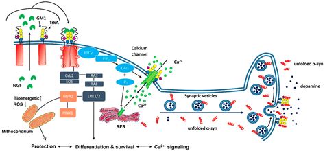 Biomedicines | Free Full-Text | Gangliosides and the Treatment of ...