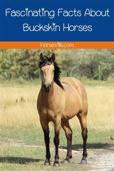 Buckskin Horse Facts, Origins & Colors (W/ Pictures & Videos)