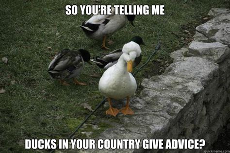 So you're telling me ducks in your country give advice? - Afro Duck ...