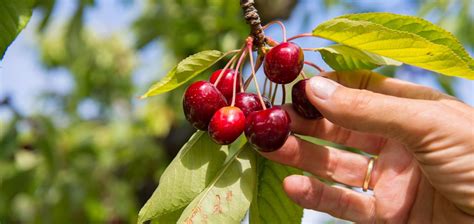 Where To Go Cherry-Picking in Brentwood, CA