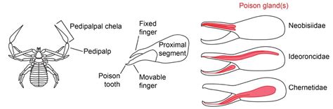 Pseudoscorpion Anatomy