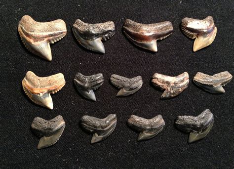 Hammerhead Shark teeth collection from Texas Gulf Coast Beaches ...