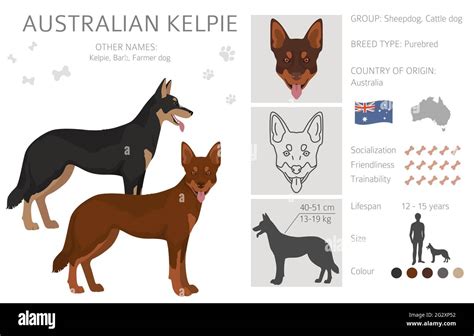 Australian kelpie all colours clipart. Different coat colors and poses ...