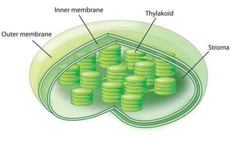 Plant Cells, Chloroplasts, Cell Walls | Learn Science at Scitable