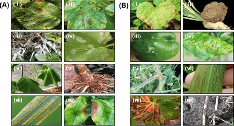 Various plants showing symptoms of common fungal or bacterial plant ...